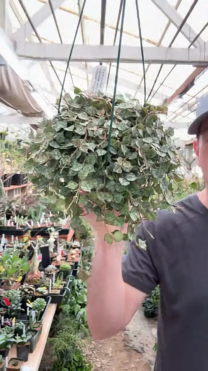 plant/H295 curtissii-0