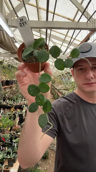 plant/H211 mathilde-0-thumbnail