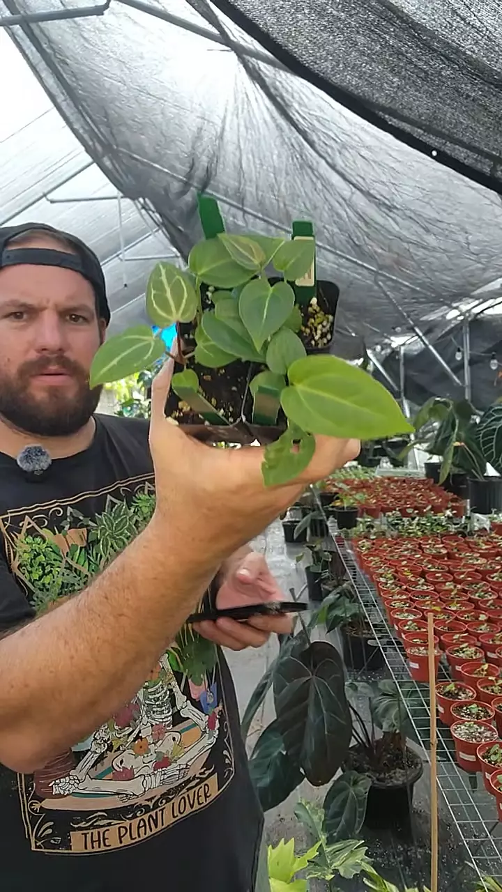 plant/boy garden bundle. verm melys dema rc-0