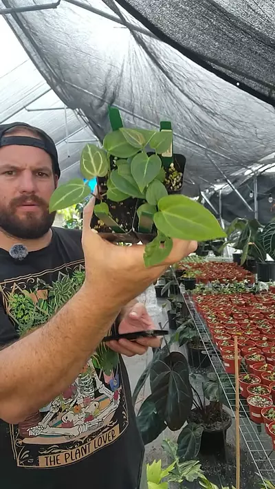 plant/boy garden bundle. verm melys dema rc-0-thumbnail