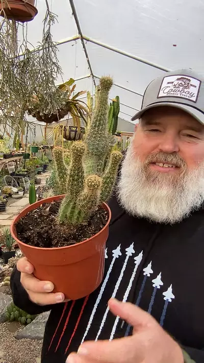 plant/Cactus Golden Torch Wonky 6”-0-thumbnail