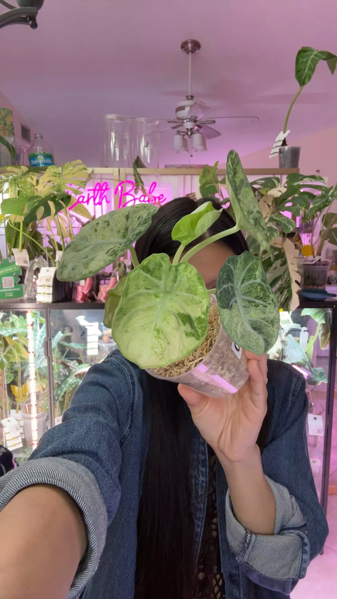 plant/#0061 ninja splash tri color-0