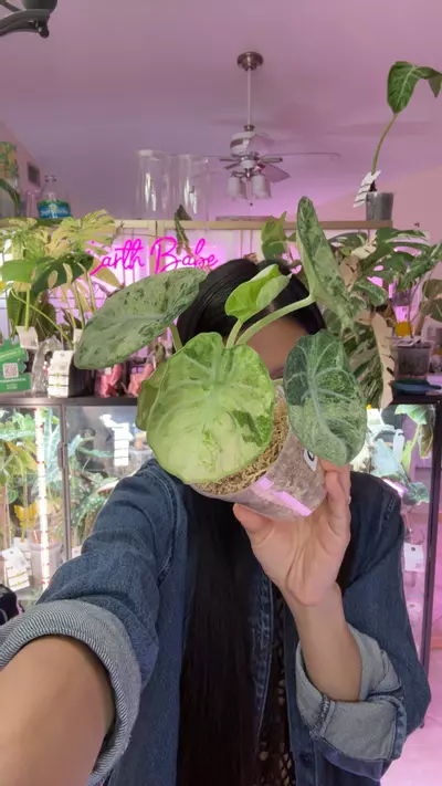 plant/#0061 ninja splash tri color-0-thumbnail