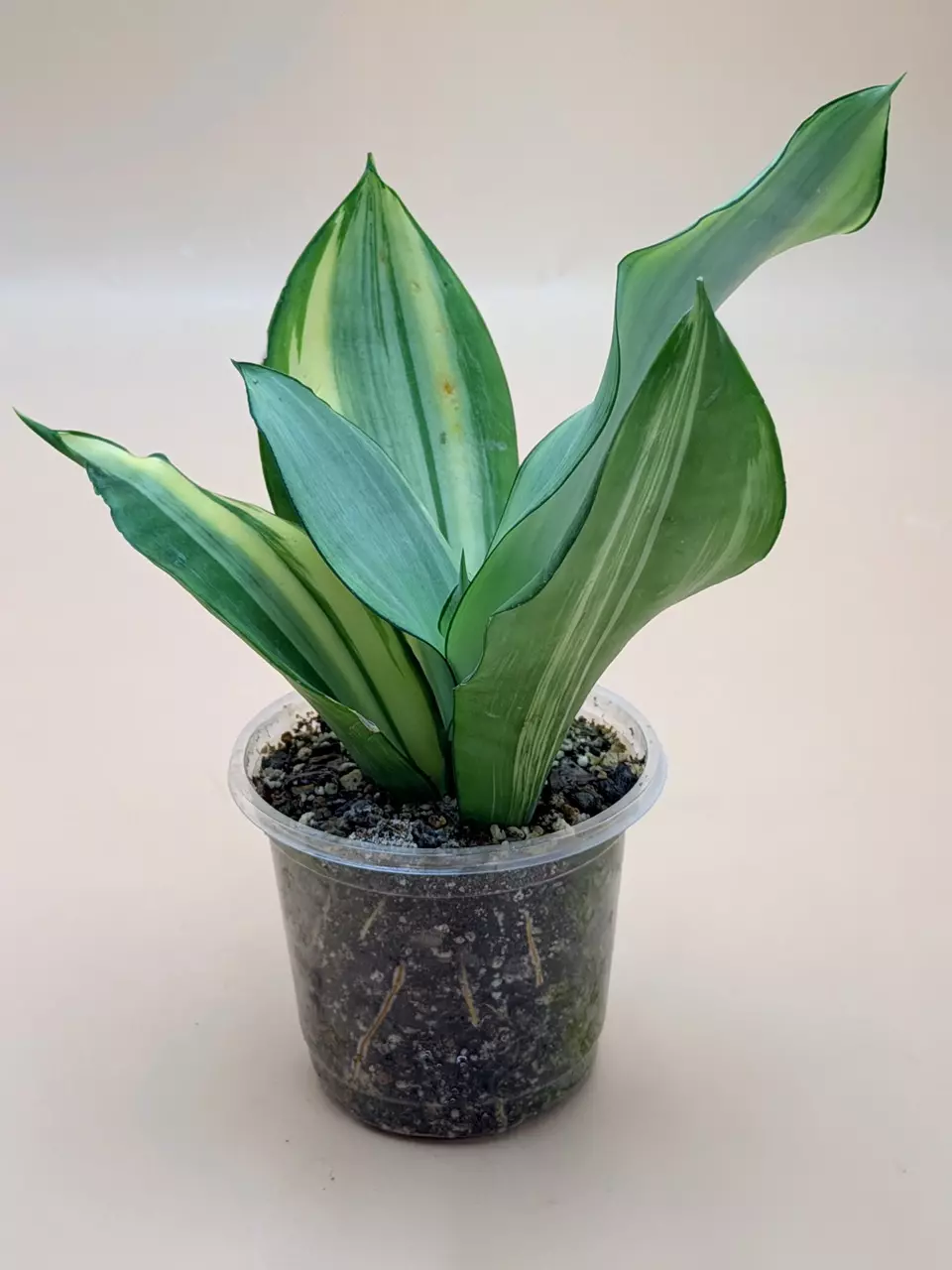 plant/Sansevieria Moonshine Variegated-0