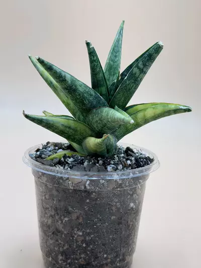 plant/Sansevieria Manny Pacqiao Variegated-0-thumbnail