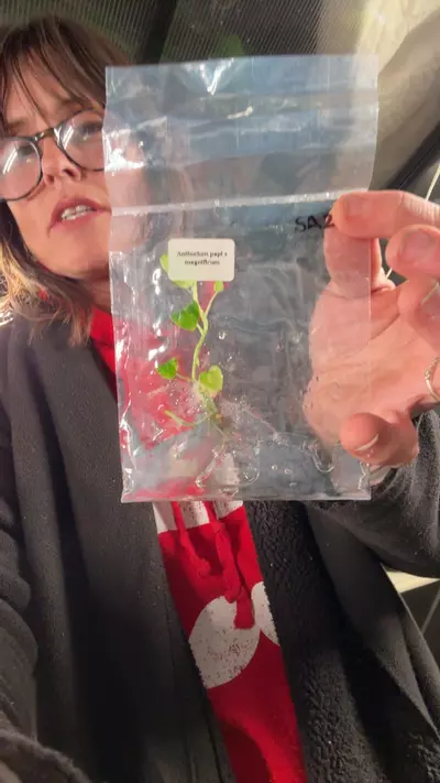 plant/Varg Anth pap x mag-0-thumbnail