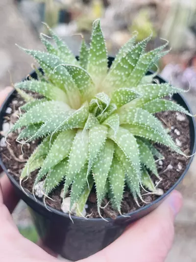 plant/Lace Aloe 3”-0-thumbnail