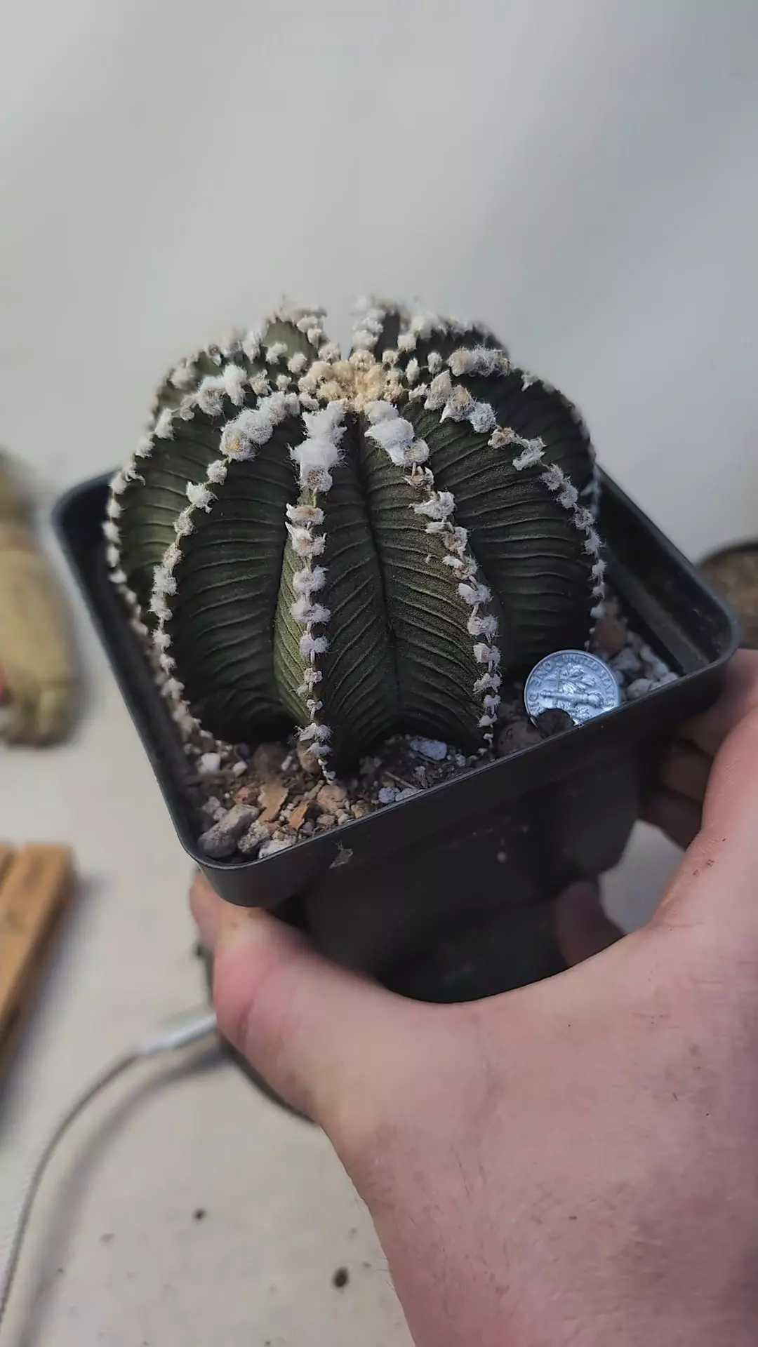 plant/g68 huge LB2178, 4" pot-0