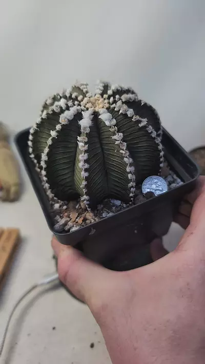 plant/g68 huge LB2178, 4" pot-0-thumbnail