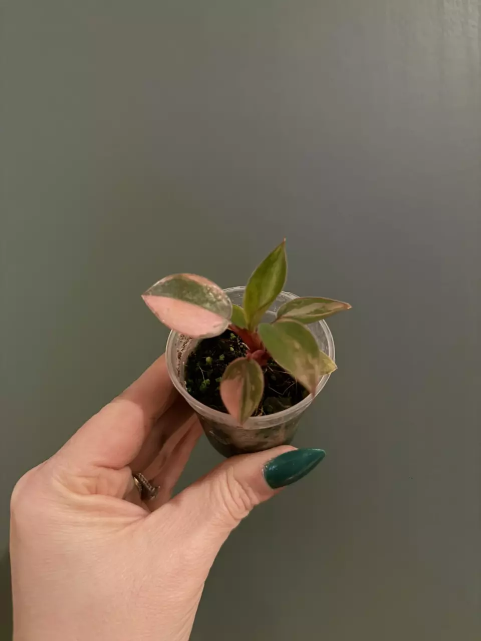 plant/Variegated Rojo Congo Starter-0