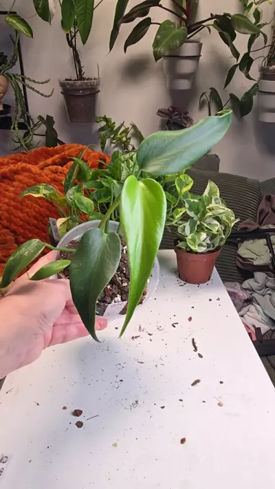 plant/24 Burle Marx Flame-0-thumbnail