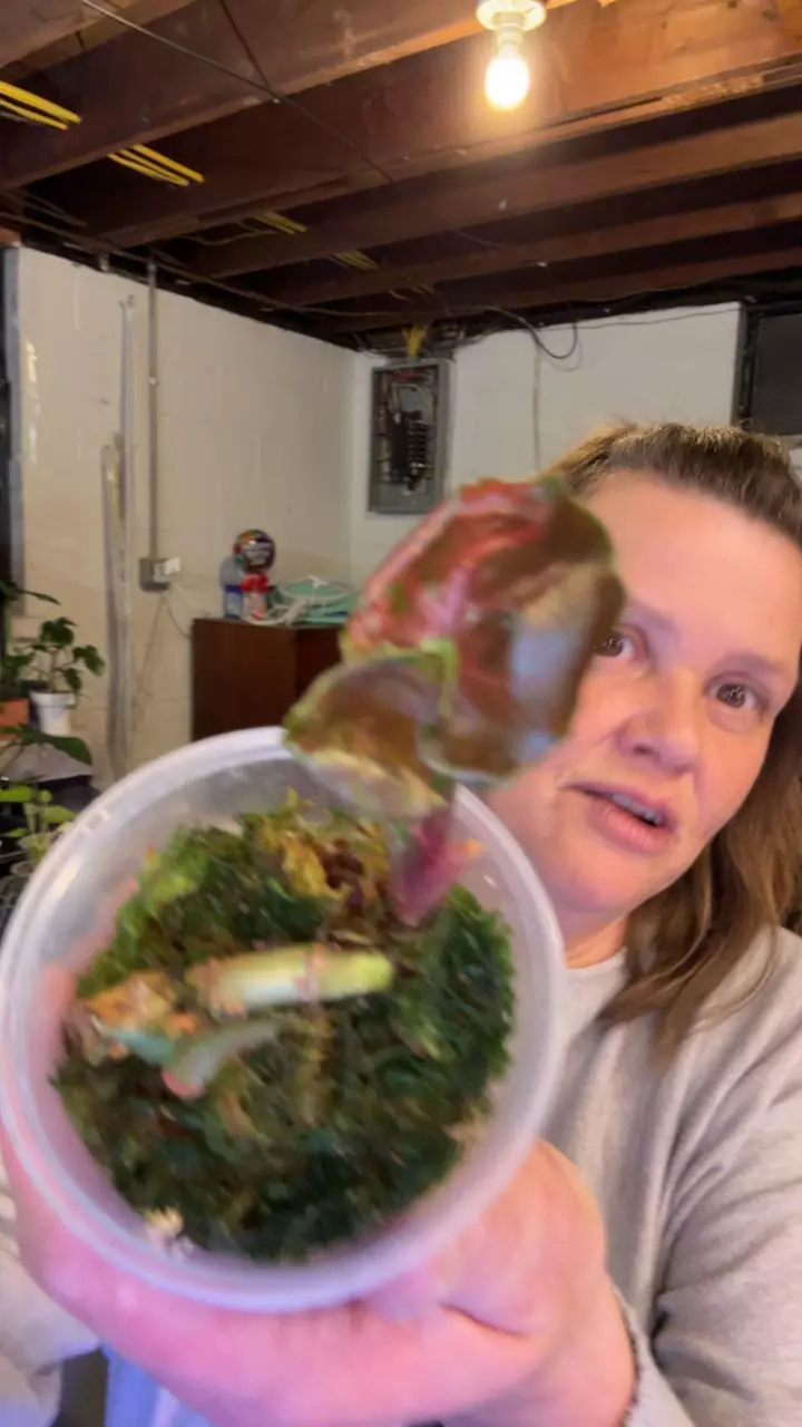 plant/synonym pink ice-0