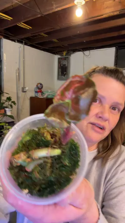 plant/synonym pink ice-0-thumbnail