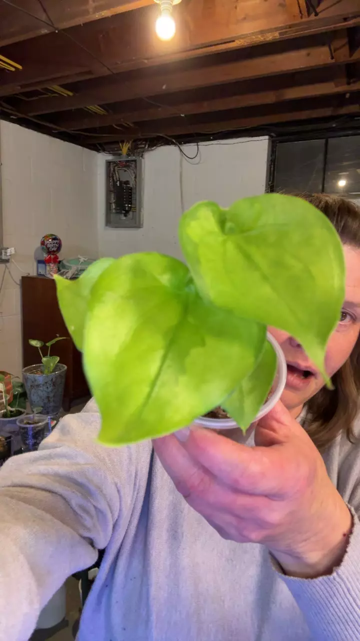 plant/banana split cuculatta alocasia pup-0