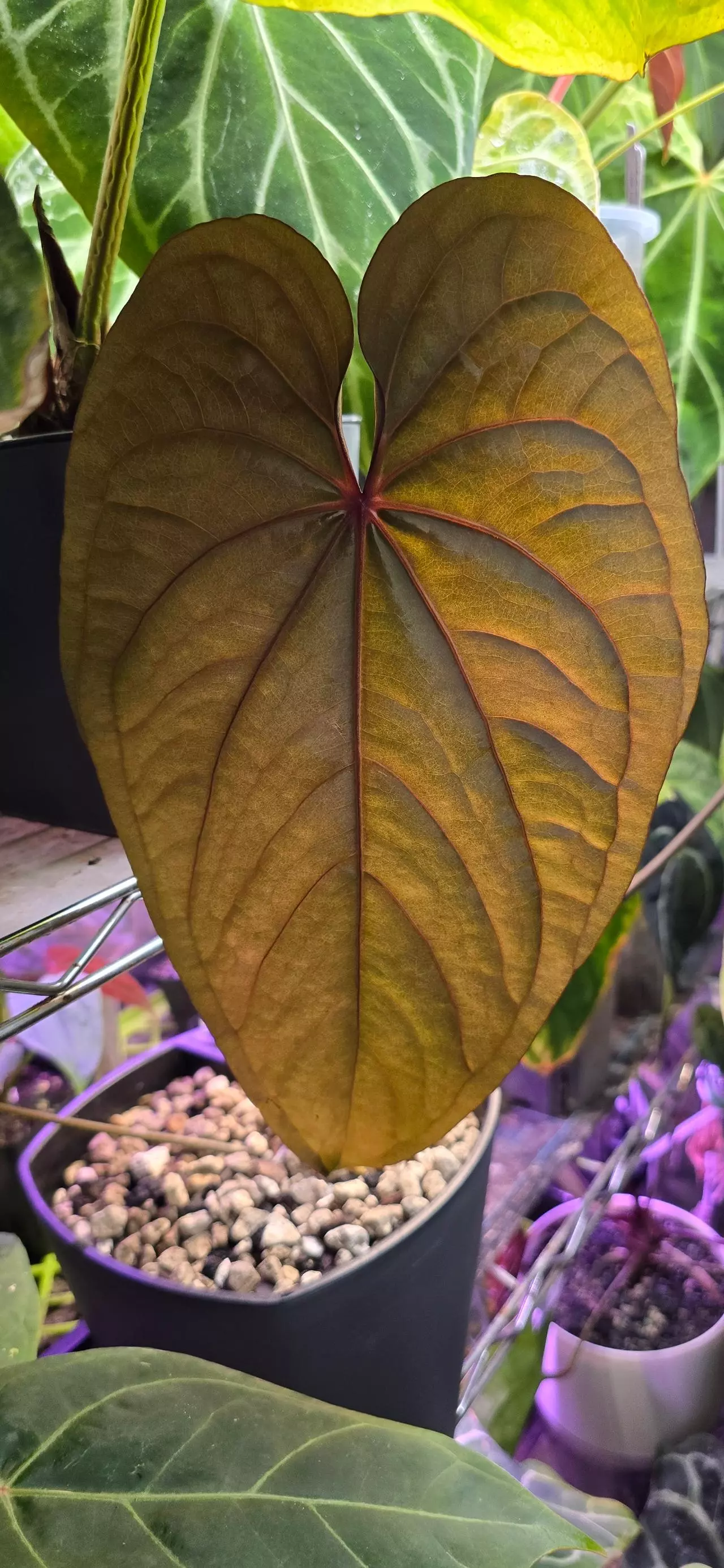 plant/Circus Peanuts In Catapyll-0