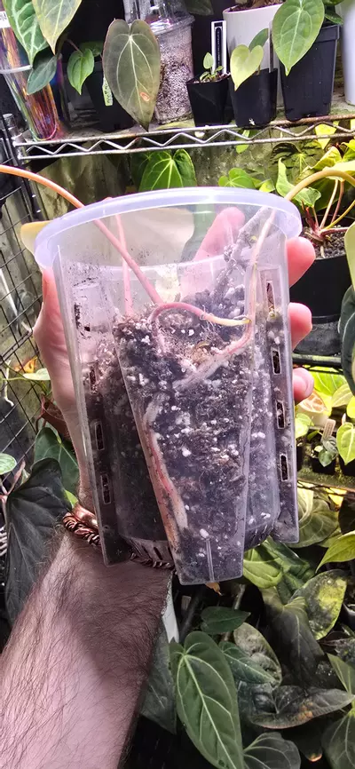 plant/Mr Worldwide cutting-1-thumbnail