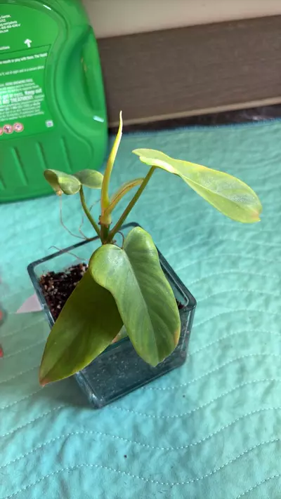 plant/bipennifolium golden violin philodendron-0-thumbnail