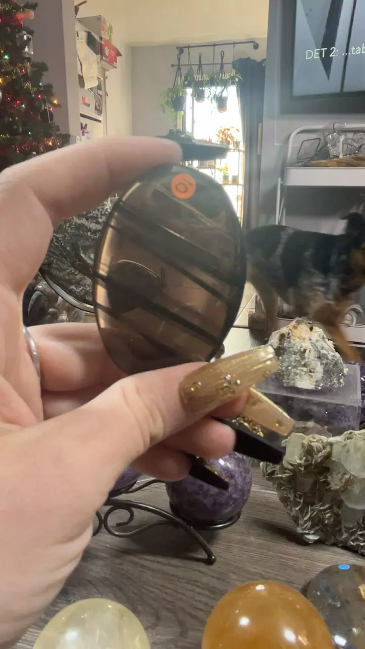 plant/Lace Obsidian Palm-0