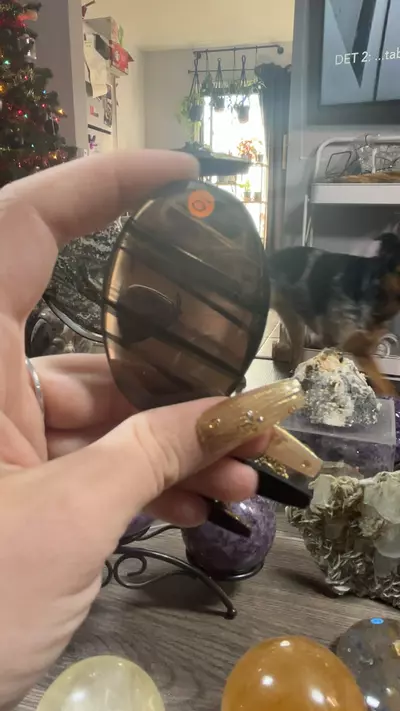 plant/Lace Obsidian Palm-0-thumbnail