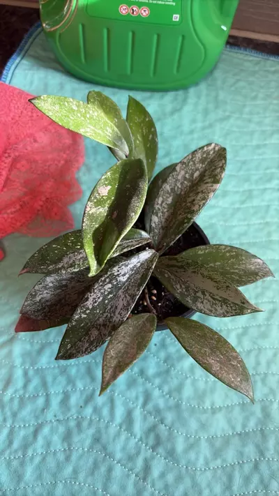 plant/HOYA NOID-0-thumbnail