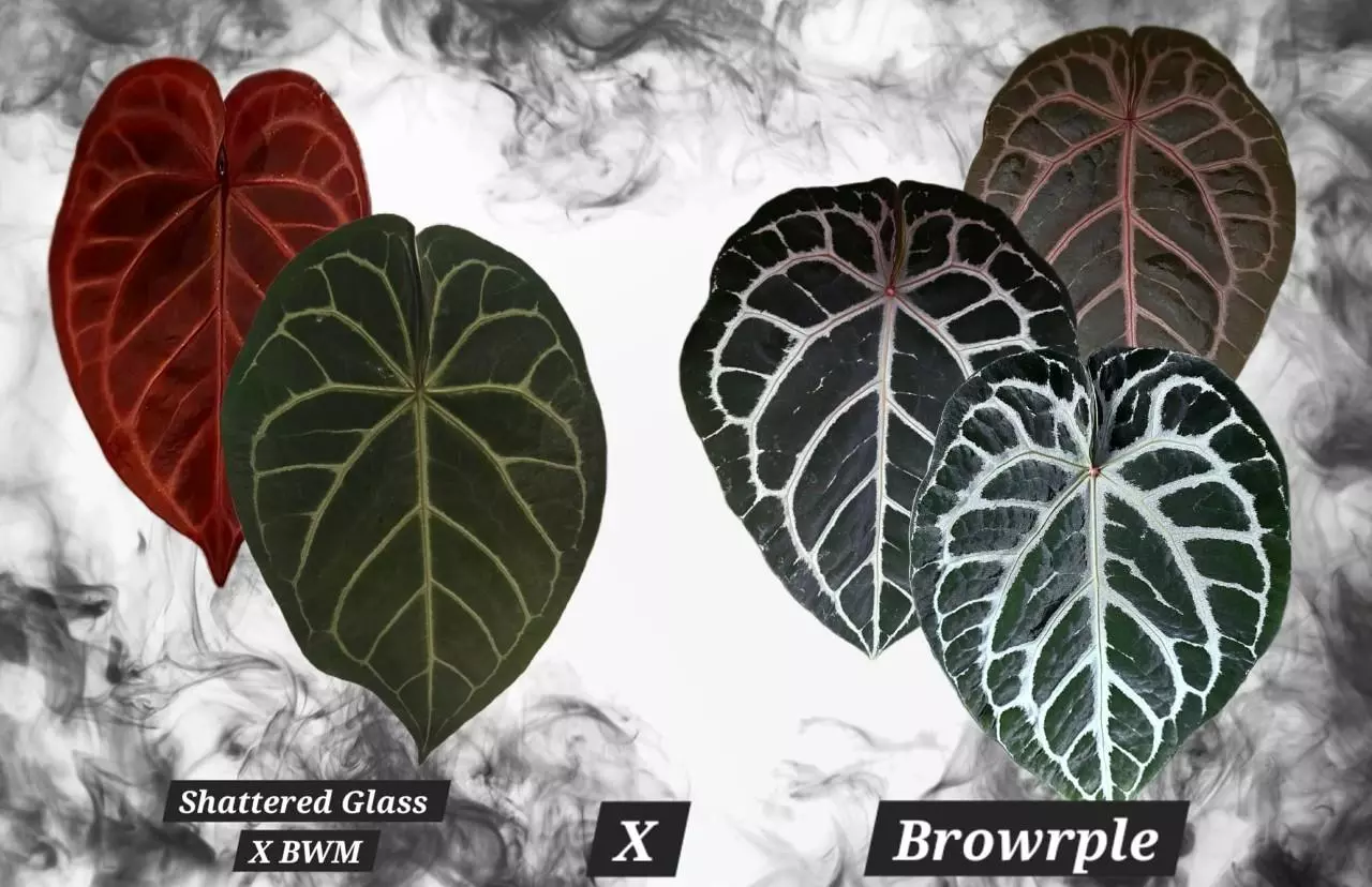 plant/GC Shattered Glass x BWM x Browrple-0