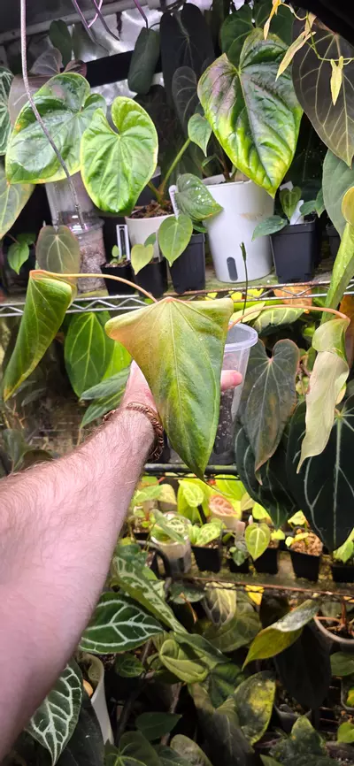 plant/Mr Worldwide cutting-0-thumbnail