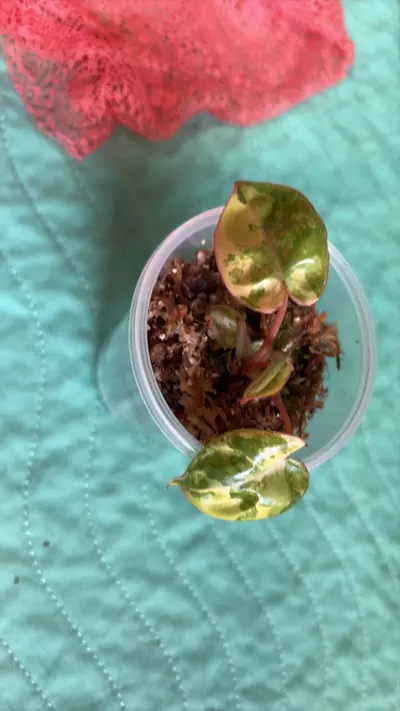 plant/variegated billi  philodendron-0-thumbnail