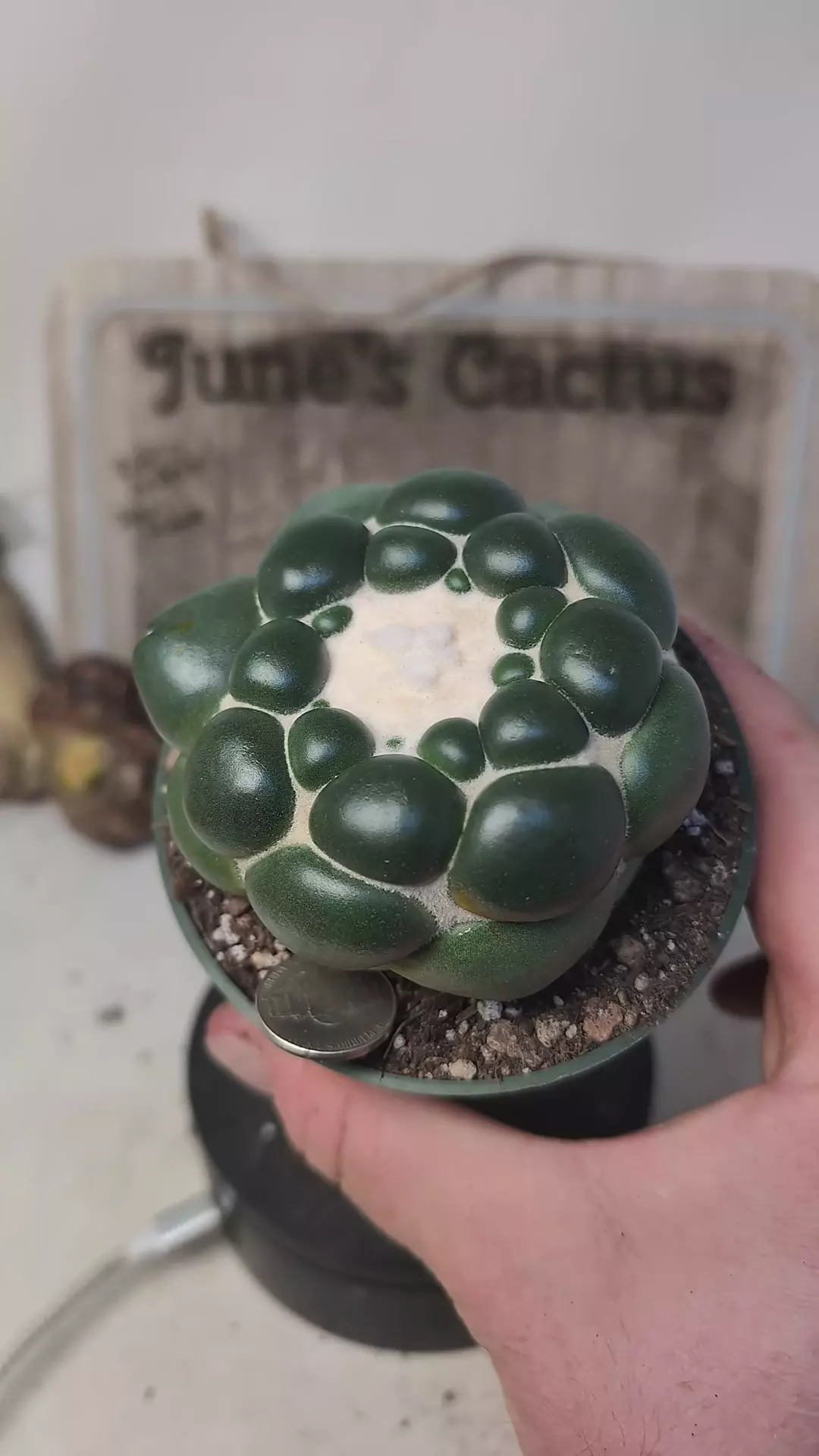 plant/h103 inermis Cory, 4" pot-0