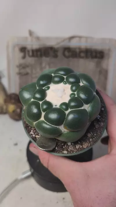 plant/h103 inermis Cory, 4" pot-0-thumbnail