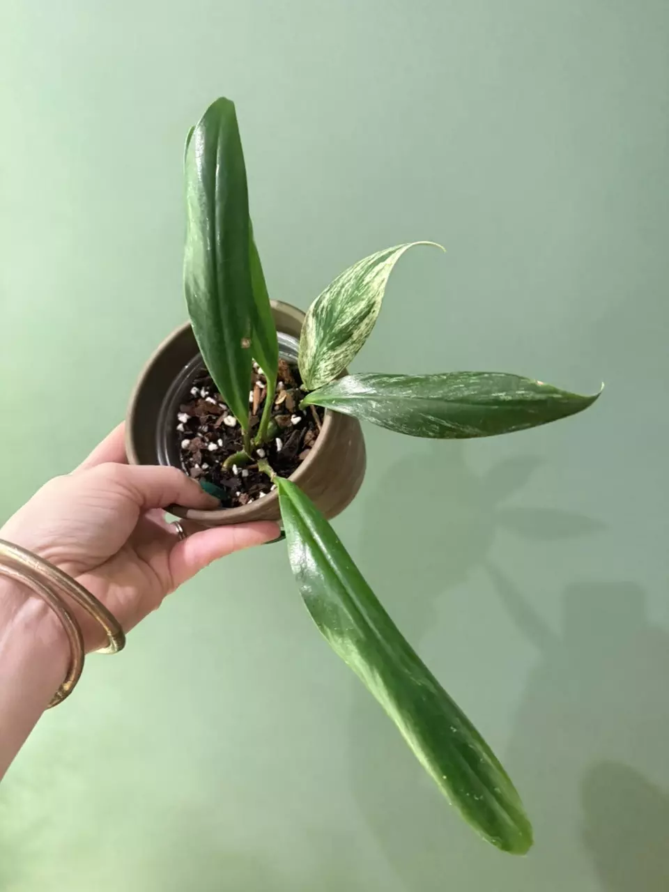 plant/smaller raphidaphora decursiva (variegated dragon’s tail)-0