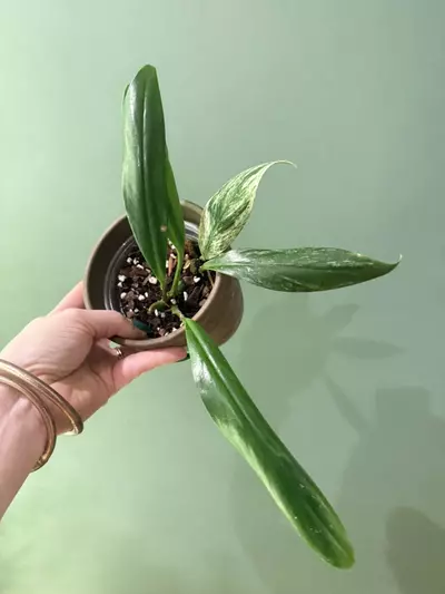 plant/smaller raphidaphora decursiva (variegated dragon’s tail)-0-thumbnail