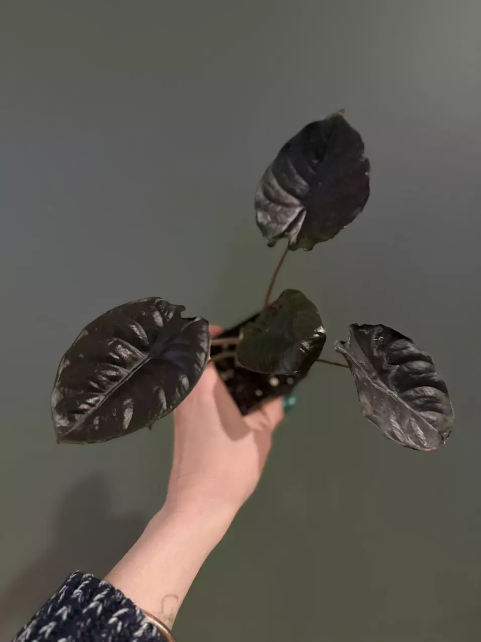 plant/Alocasia Infernalis Kapit-0