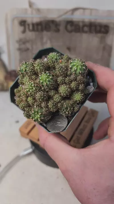 plant/h101 Lobiva mutant 2.75" pot-0-thumbnail