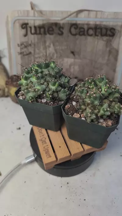 plant/h100 coryphantha runyonii,  2.75" pot gc-0-thumbnail