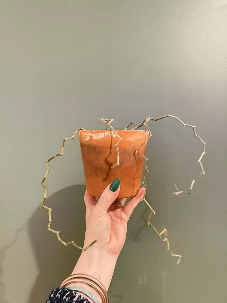 plant/Decarya madagascariensis- zig zag plant-0