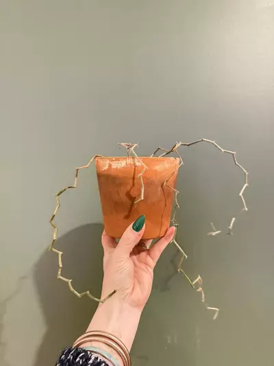 plant/Decarya madagascariensis- zig zag plant-0-thumbnail