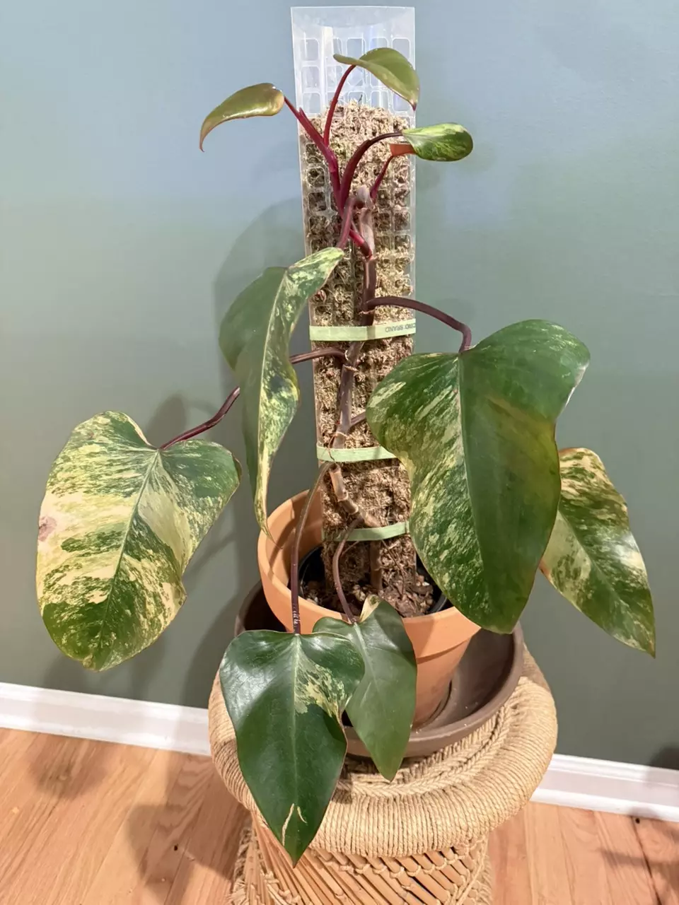 plant/philodendron strawberry shake XL-0