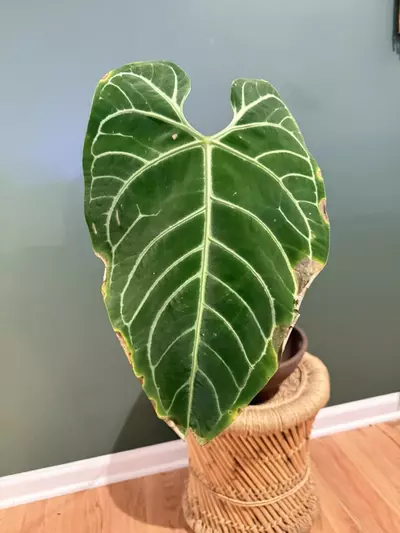 plant/Anthurium Regale XL with active growth point-0-thumbnail