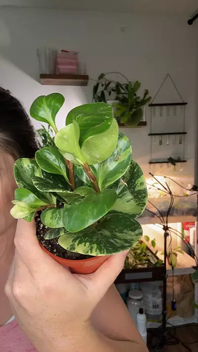 plant/Peperomia Marble 1379-0-thumbnail