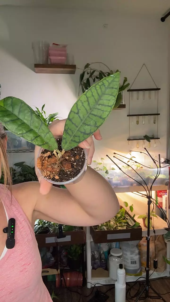 plant/Hoya Callistophylla 1392-0