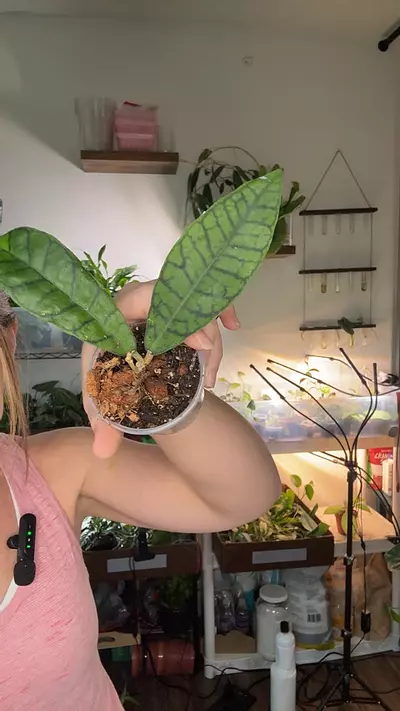 plant/Hoya Callistophylla 1392-0-thumbnail