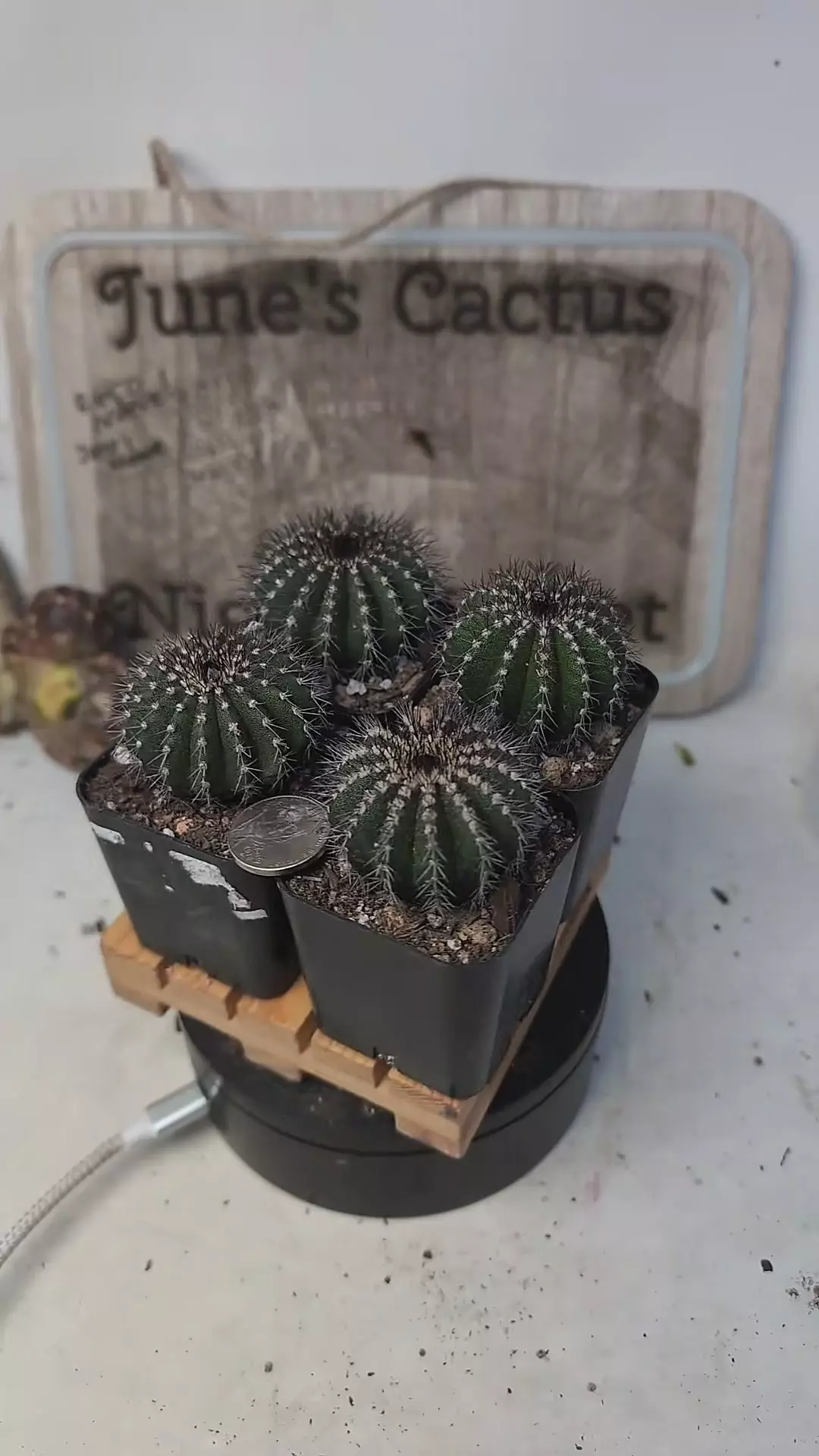 plant/h104 uebelmannia pectinifera, 2" pots, gc-0