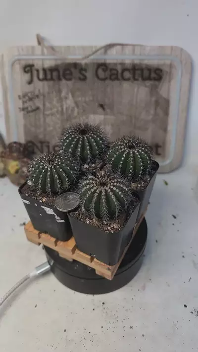 plant/h104 uebelmannia pectinifera, 2" pots, gc-0-thumbnail