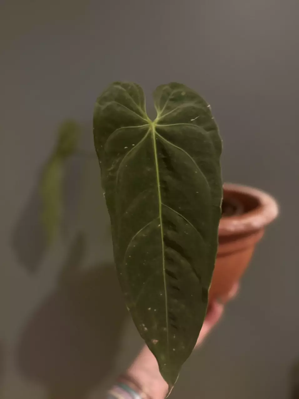 plant/Anthurium Metallicum-0