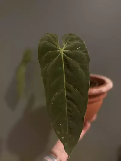 plant/Anthurium Metallicum-0-thumbnail