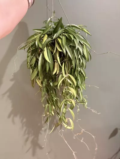 plant/Lg. Hoya wayetti hanging basket-0-thumbnail