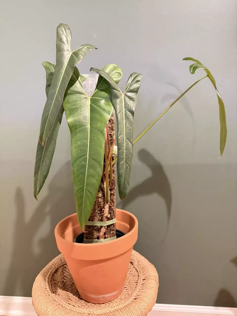 plant/Philodendron pangui sunset (pinnatilobum aff x spiritus sancti)-0