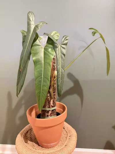 plant/Philodendron pangui sunset (pinnatilobum aff x spiritus sancti)-0-thumbnail