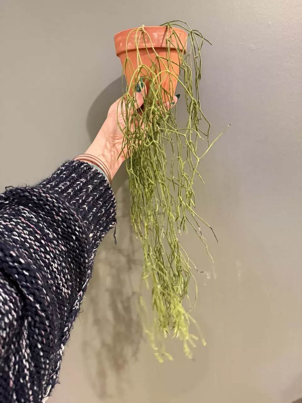 plant/large rhipsalis cactus-0