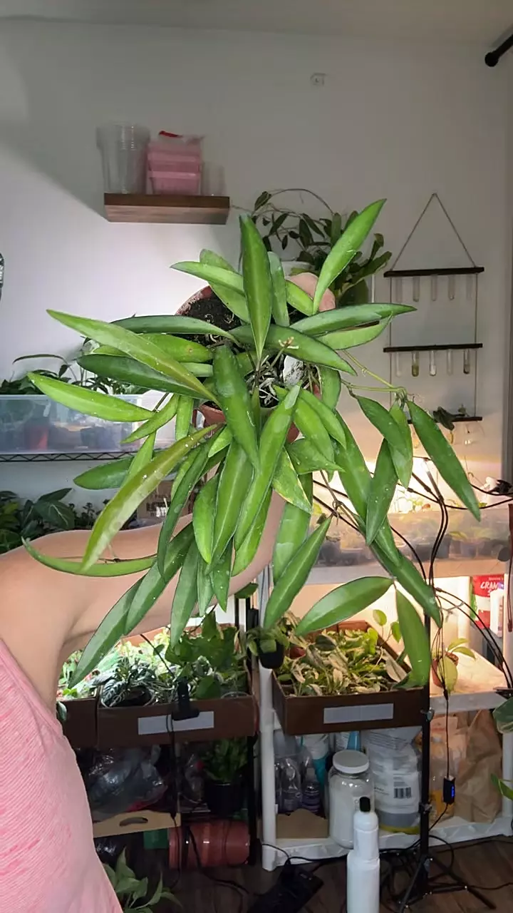 plant/Hoya Wayetti 1374-0